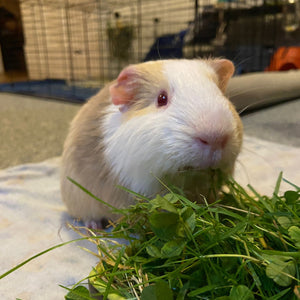 Critter Care