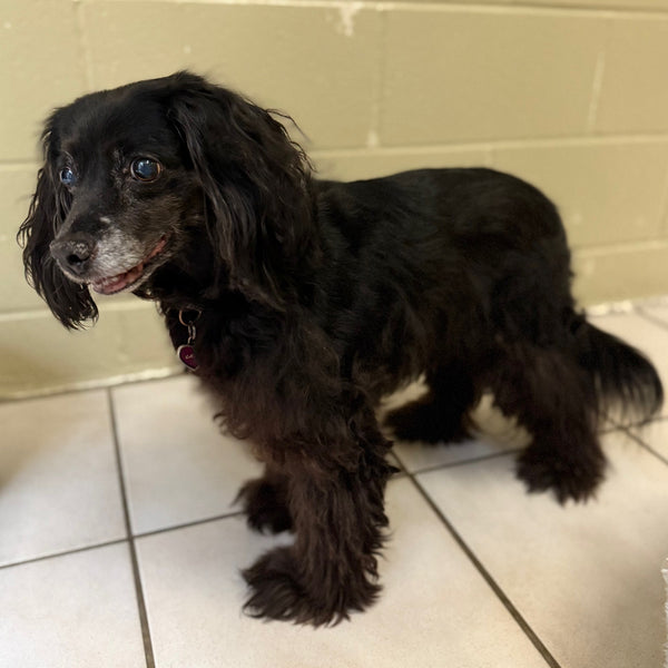 Dog Senior Care