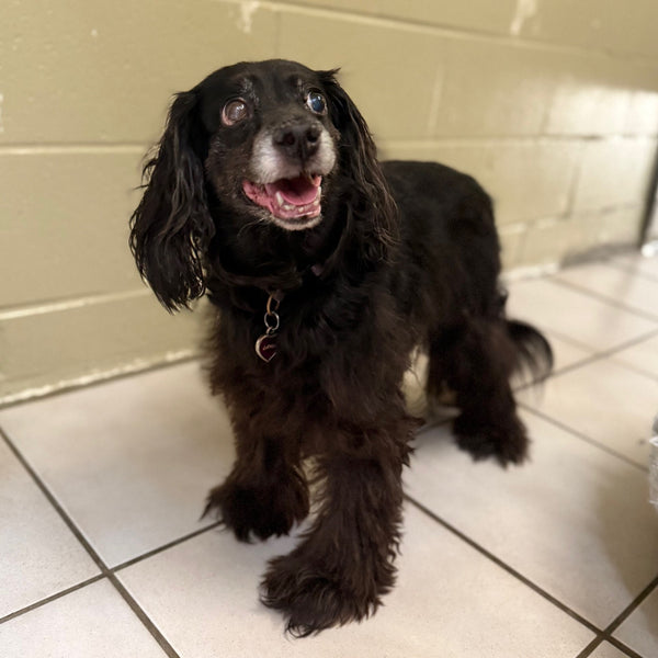 Dog Senior Care