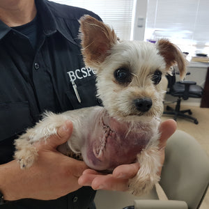 Emergency veterinary care (avg)